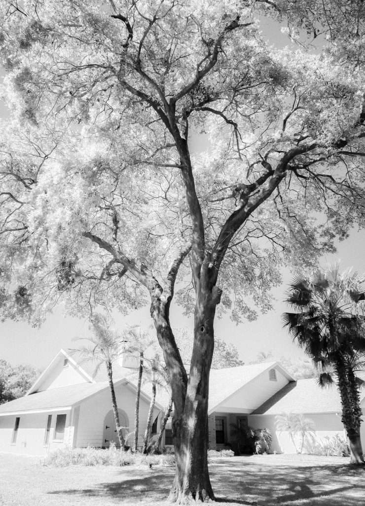 Tree with an infrared style