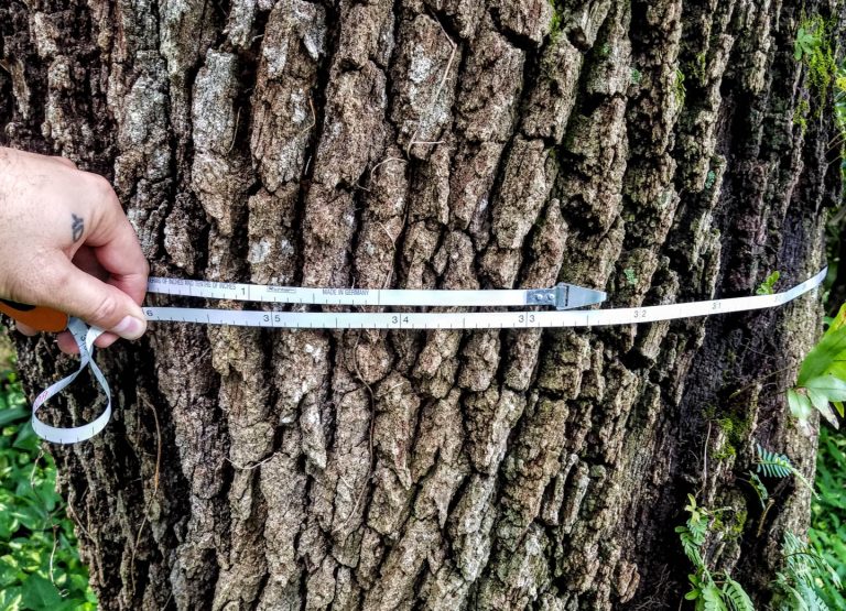 dbh tape measuring a tree