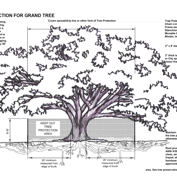 tampa grand tree protection detail
